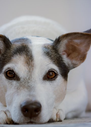 Terapia asistida con animales